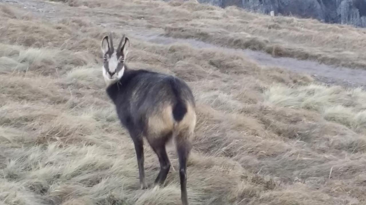 La Salamandre Gerardmer Ngoại thất bức ảnh